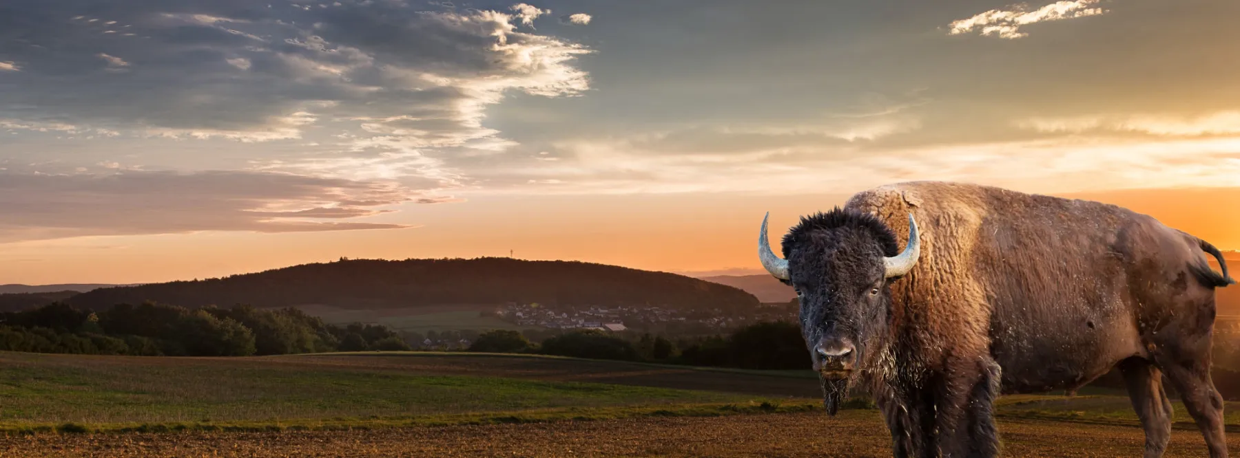 Vente de Bison