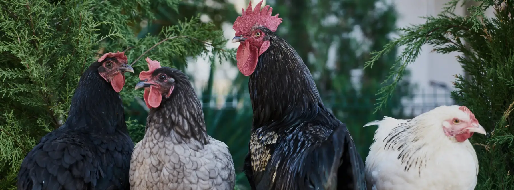 Vente de Poulet